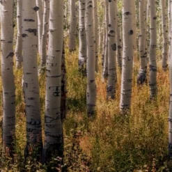 Hexoa Papiers Peints Papier Peint Forêt De Bouleaux 53x840cm 5 Hexoa Papiers Peints Papier Peint Forêt De Bouleaux 53x840cm -Papiers peints Soldes papier peint foret de bouleaux 53x840cm 1