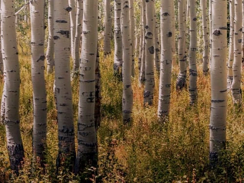 Hexoa Papiers Peints Papier Peint Forêt De Bouleaux 53x840cm 4 Hexoa Papiers Peints Papier Peint Forêt De Bouleaux 53x840cm – Image 2