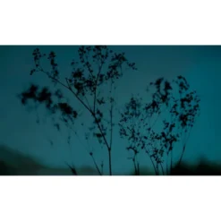 Acte Deco Papiers Peints Papier Peint Panoramique Douceur Végétale - 250x170 -Papiers peints Soldes papier peint panoramique douceur vegetale 250x170 8