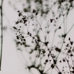 Acte Deco Papiers Peints Papier Peint Panoramique Douceur Végétale - 250x255 -Papiers peints Soldes papier peint panoramique douceur vegetale 250x255 15