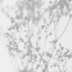 Acte Deco Papiers Peints Papier Peint Panoramique Douceur Végétale - 250x255 -Papiers peints Soldes papier peint panoramique douceur vegetale 250x255 21