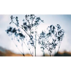 Acte Deco Papiers Peints Papier Peint Panoramique Douceur Végétale - 250x425 -Papiers peints Soldes papier peint panoramique douceur vegetale 250x425 8