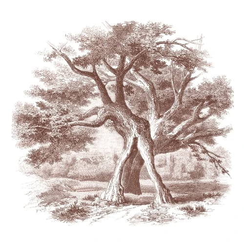 Lé Papiers De Ninon Papiers Peints Papier Peint Panoramique En Papier Marron Glacé 288x270 6 Lé Papiers De Ninon Papiers Peints Papier Peint Panoramique En Papier Marron Glacé 288x270 – Image 4