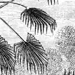 Lé Papiers De Ninon Papiers Peints Papier Peint Panoramique En Papier Noir 432x300 -Papiers peints Soldes papier peint panoramique en papier noir 432x300 5