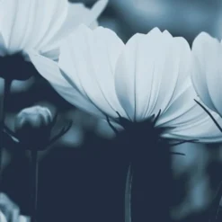 Acte Deco Papiers Peints Papier Peint Panoramique Fleurs De Cosmos - 250x170 11 Acte Deco Papiers Peints Papier Peint Panoramique Fleurs De Cosmos - 250x170 -Papiers peints Soldes papier peint panoramique fleurs de cosmos 250x170 10