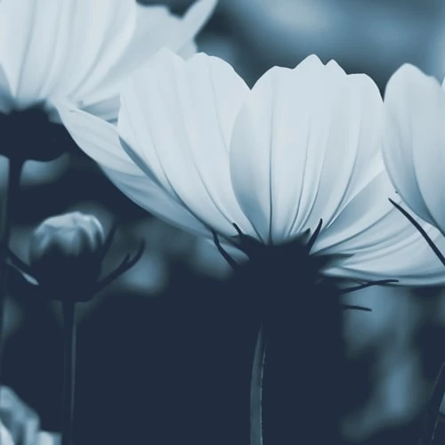 Acte Deco Papiers Peints Papier Peint Panoramique Fleurs De Cosmos - 250x170 6 Acte Deco Papiers Peints Papier Peint Panoramique Fleurs De Cosmos - 250x170 â Image 4