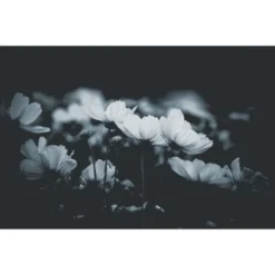 Acte Deco Papiers Peints Papier Peint Panoramique Fleurs De Cosmos - 250x170 9 Acte Deco Papiers Peints Papier Peint Panoramique Fleurs De Cosmos - 250x170 -Papiers peints Soldes papier peint panoramique fleurs de cosmos 250x170 14