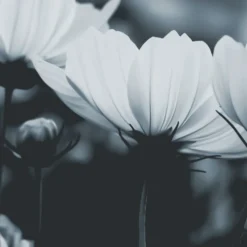 Acte Deco Papiers Peints Papier Peint Panoramique Fleurs De Cosmos - 250x170 11 Acte Deco Papiers Peints Papier Peint Panoramique Fleurs De Cosmos - 250x170 -Papiers peints Soldes papier peint panoramique fleurs de cosmos 250x170 16