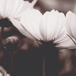 Acte Deco Papiers Peints Papier Peint Panoramique Fleurs De Cosmos - 250x170 -Papiers peints Soldes papier peint panoramique fleurs de cosmos 250x170 4