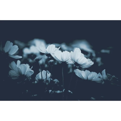 Acte Deco Papiers Peints Papier Peint Panoramique Fleurs De Cosmos - 250x170 4 Acte Deco Papiers Peints Papier Peint Panoramique Fleurs De Cosmos - 250x170 â Image 2