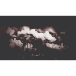 Acte Deco Papiers Peints Papier Peint Panoramique Fleurs De Cosmos - 250x255 -Papiers peints Soldes papier peint panoramique fleurs de cosmos 250x255 2