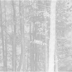 Acte Deco Papiers Peints Papier Peint Panoramique La Forêt Enchantée - 250x425 -Papiers peints Soldes papier peint panoramique la foret enchantee 250x425 16