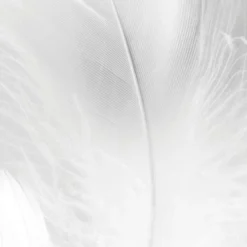 Acte Deco Papiers Peints Papier Peint Panoramique Plumes 01 - X -Papiers peints Soldes papier peint panoramique plumes 01 x 2