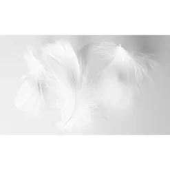 Acte Deco Papiers Peints Papier Peint Panoramique Plumes 2 - 250x255 8 Acte Deco Papiers Peints Papier Peint Panoramique Plumes 2 - 250x255 -Papiers peints Soldes papier peint panoramique plumes 2 250x255 2